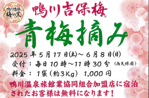 鴨川吉保梅　青梅摘み 